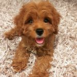 @mia_thecavoodle