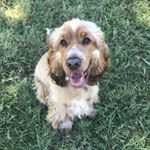 @murphy.spaniel