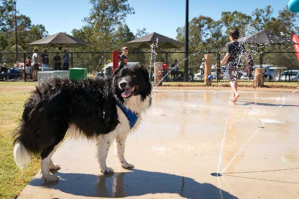 Dog at Flagstone