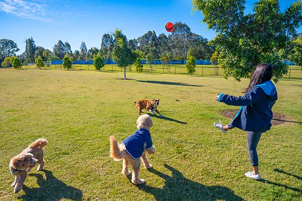 Dogs at Riverbank