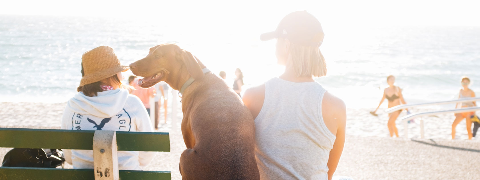 Dog at Burns Beach