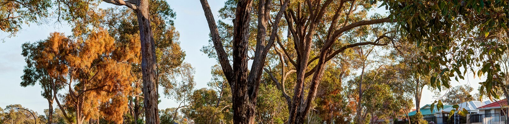 wellard treeline