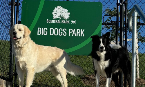 Scentral Bark Dog Park