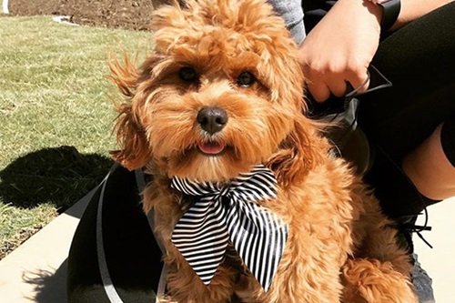@mia_thecavoodle