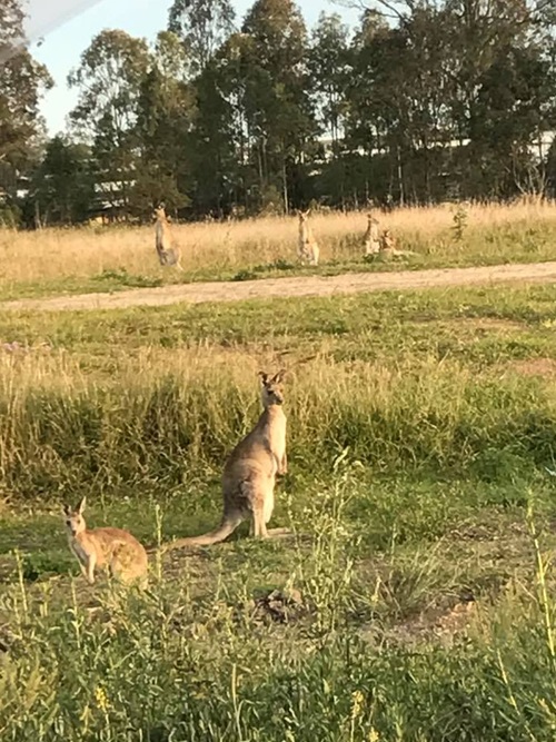 Kangaroos in Eden's Crossing Estate