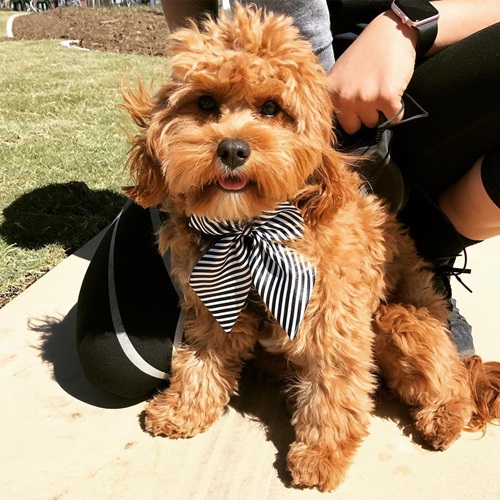 mia the cavoodle at flagstone dog park launch