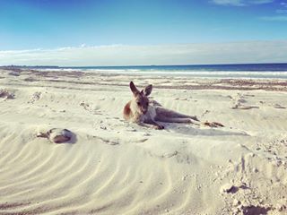 Kangaroo on beach at Bribie Island near Riverbank