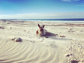 Kangaroo on beach at Bribie Island near Riverbank