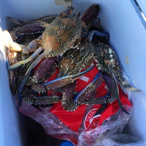 Crabs caught near Riverbank