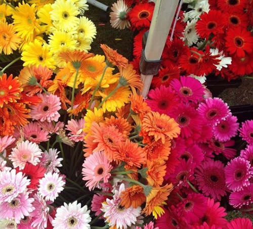 Flowers at Caboolture Markets near Riverbank