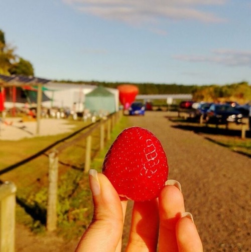 Enjoying strawberrys at strawberry farm near Riverbank