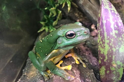 Golden Bay tree frog