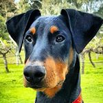 Felix the Doberman