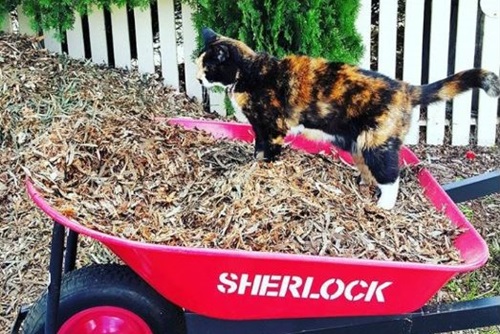 cat wheelbarrow