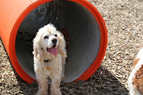 Googong dog park