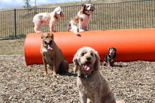 Googong dog park