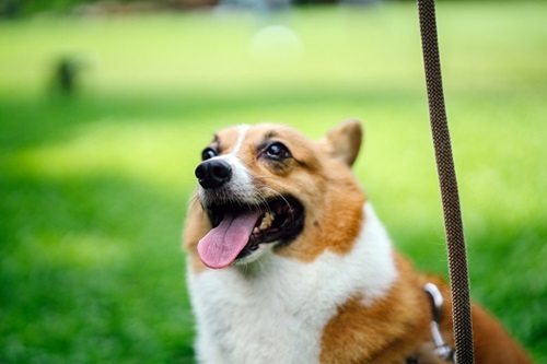 pet at peace park wellard