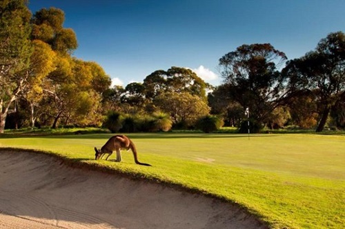 yanchep golf estate sun city golf course with kangaroo
