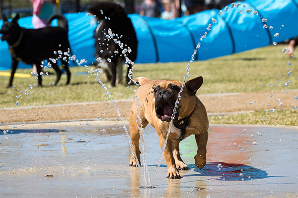 Flagstone Splash and Play Dog Park
