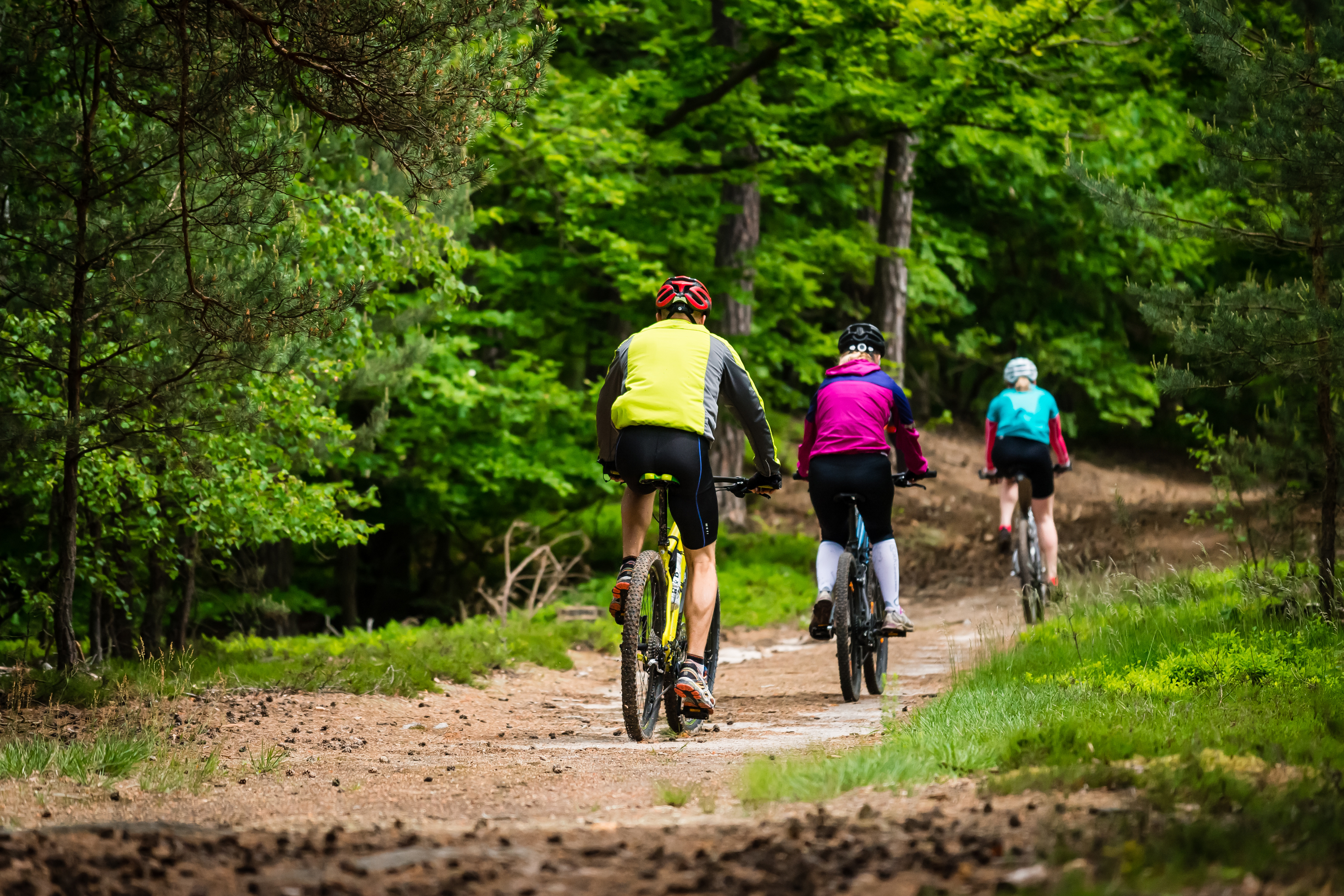 Group of cyclists on the forest trail in spring