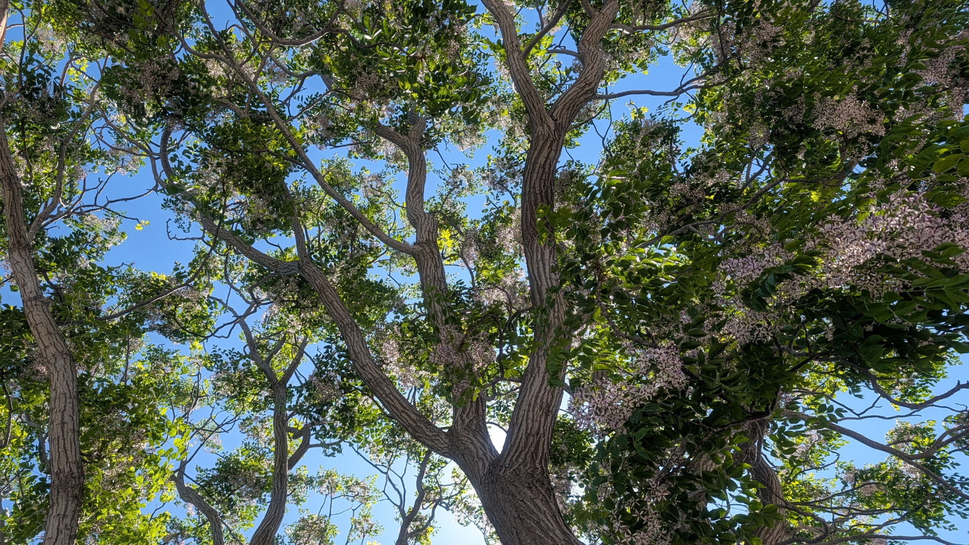 Entry Tree at Glendalough Green