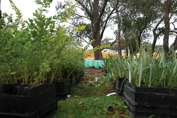 Lakelands Annual Tree Planting Day 2019